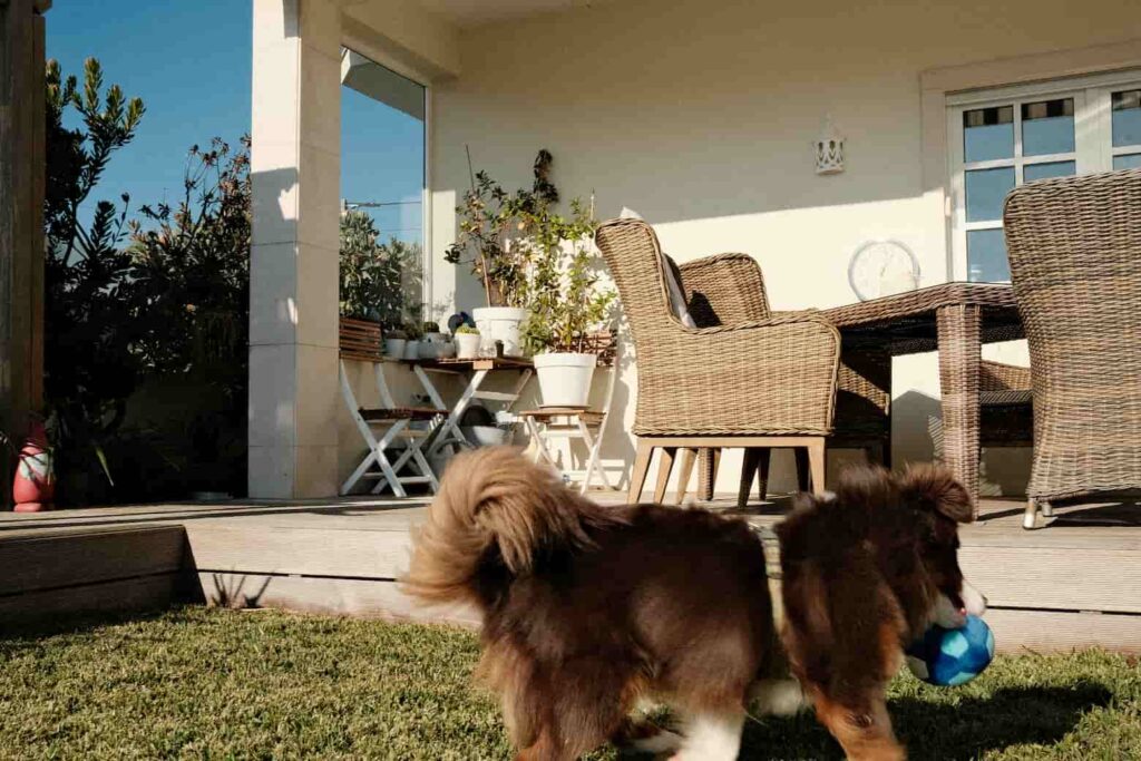 Pet-Friendly Accommodation